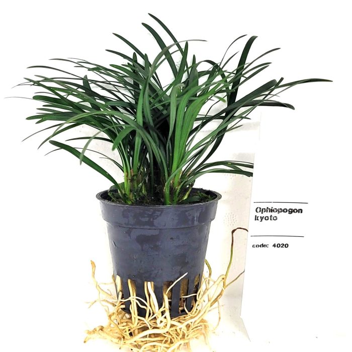 ophiopogon japonica pussilus, D 5