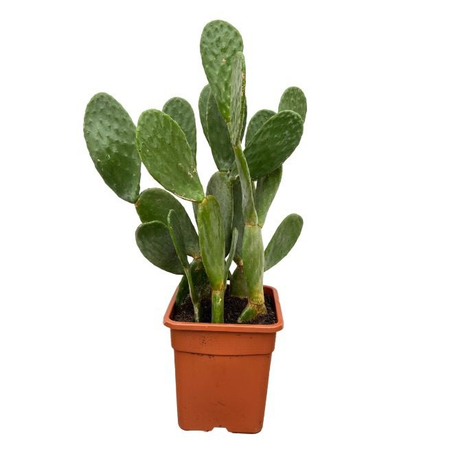 Opuntia Cactus - 120cm, D 40