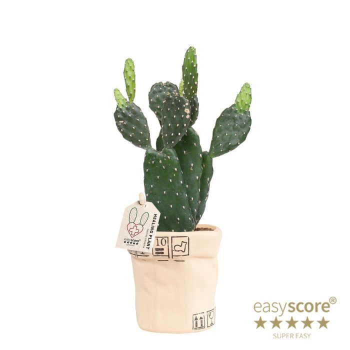 OPUNTIA RUBESCENS 40965007 Ceramic Bag Opuntia, D 10