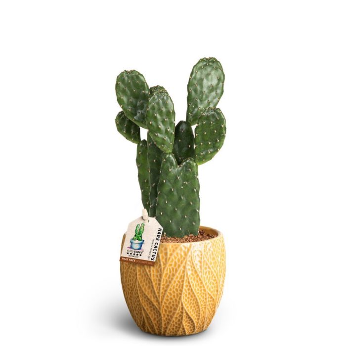 OPUNTIA RUBESCENS 40965034 Leaf T, D 10