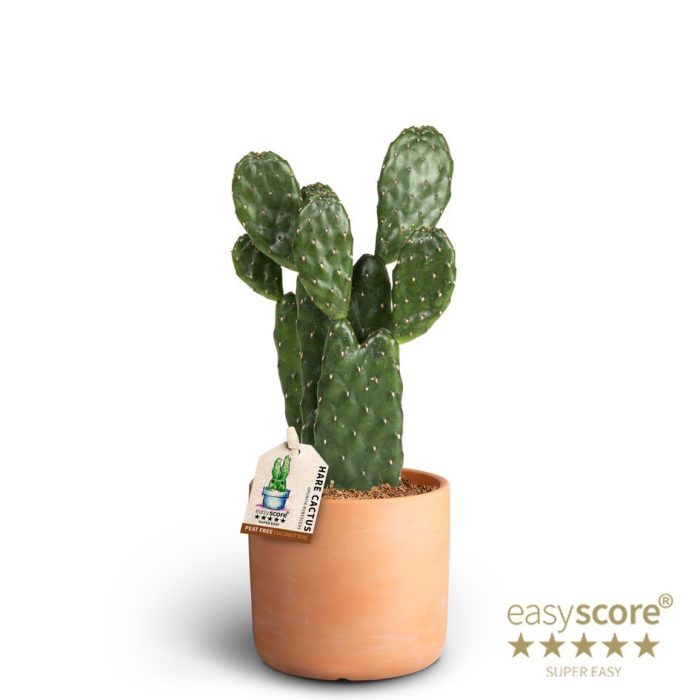 OPUNTIA RUBESCENS 40965059 Raw Terracotta Opunti, D 10