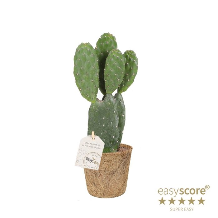OPUNTIA RUBESCENS COCOZ, D 9