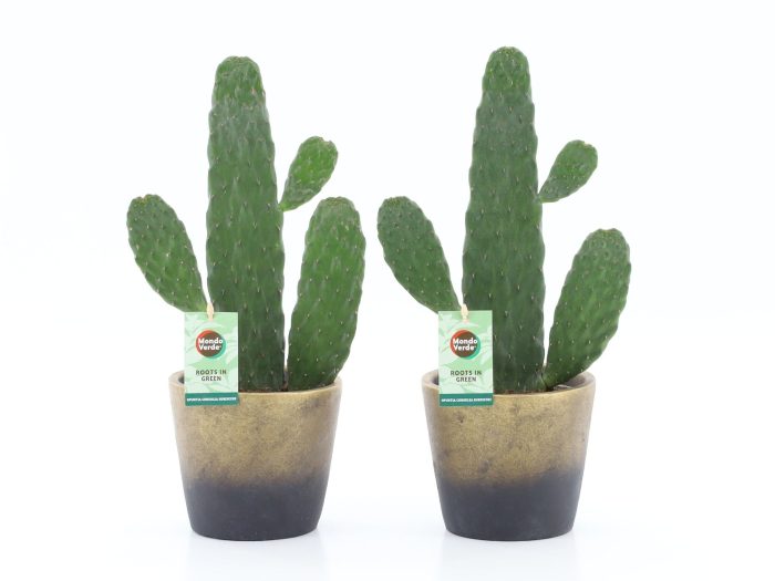 Opuntia rubescens Consolea in Lunar keramiek, D 13