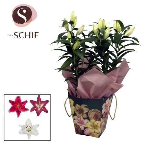 Oriental 19cm Bag BLUSH green, D 19
