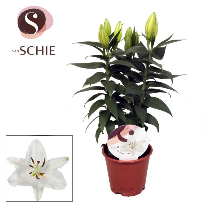 Oriental Wit 13cm, D 13