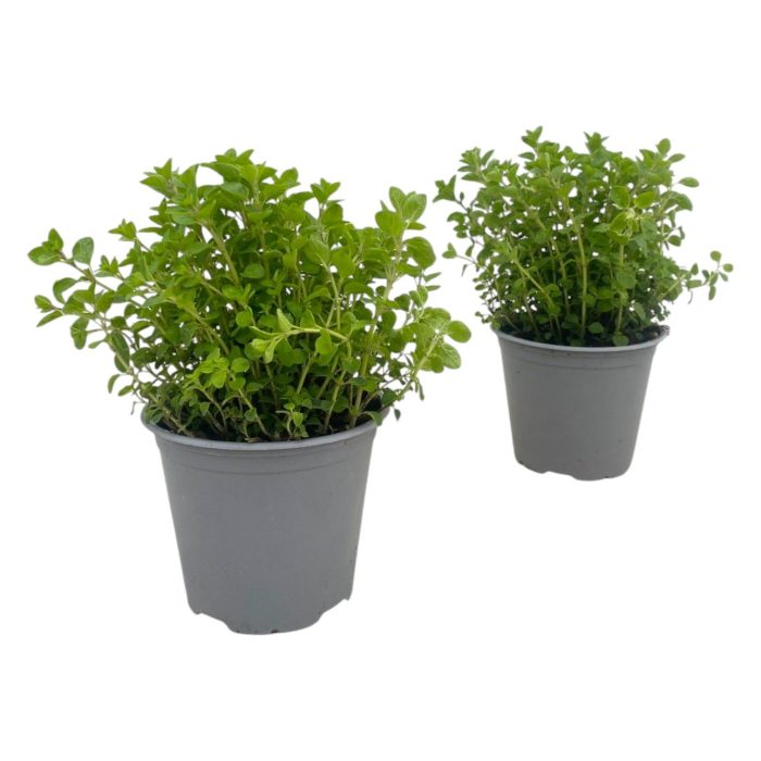 Origanum vulgare, D 14