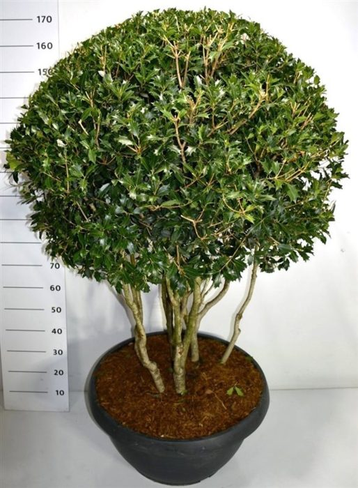 Osmanthus heterophyllus, D 65