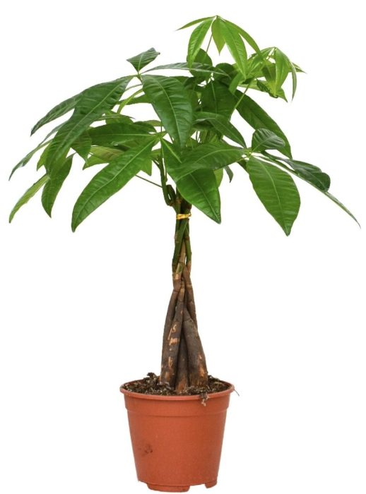Pachira Aquatica 14 cm, D 14
