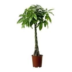 Pachira Aquatica 27 cm, D 27