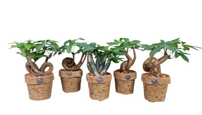 Pachira bonsai mix kokodama 14 cm, D 14
