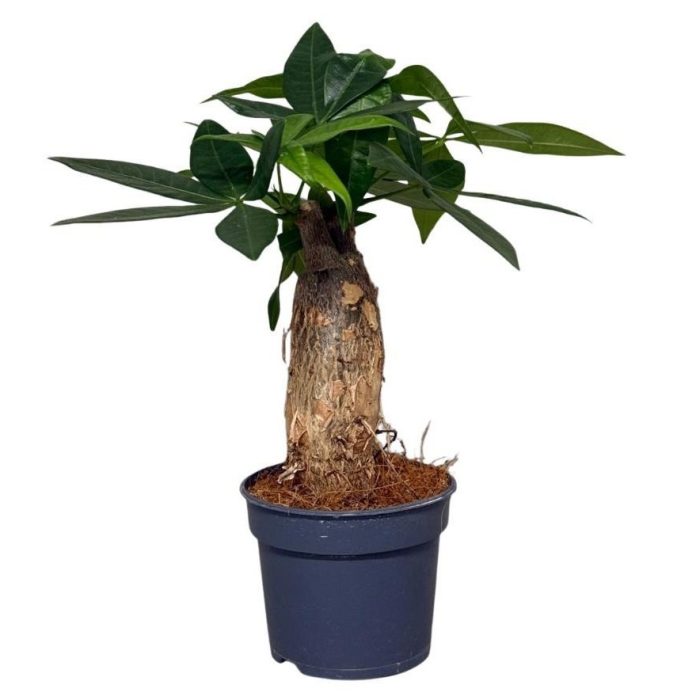 Pachira trunk, D 9