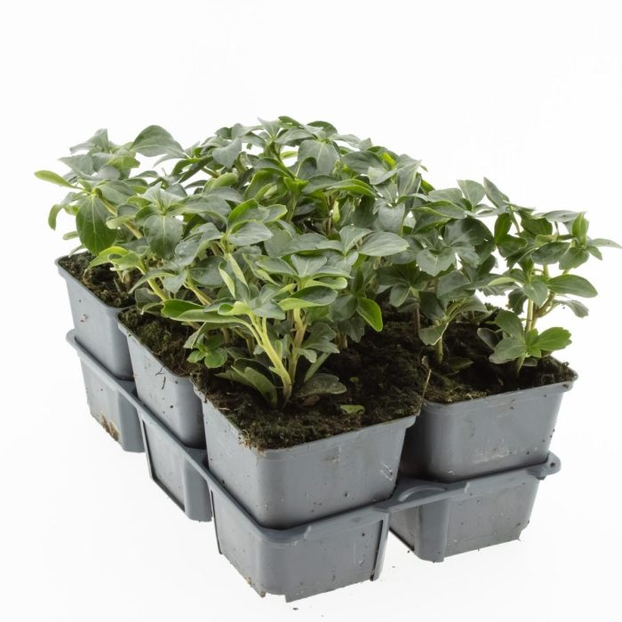 Pachysandra term. 'Green Sheen', D 9