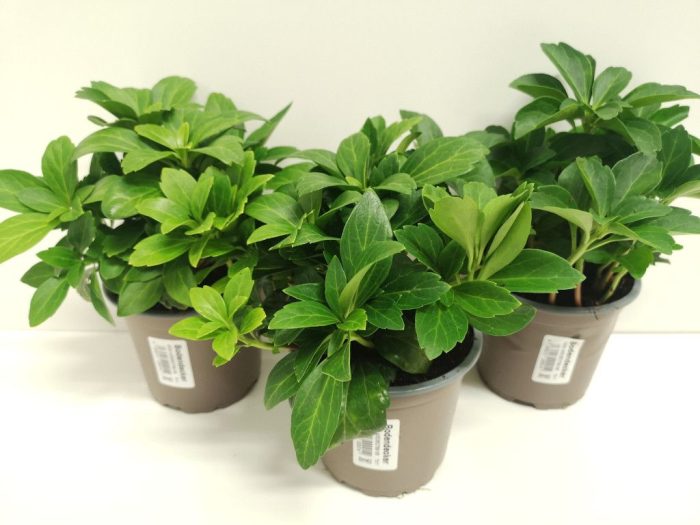 Pachysandra term. Compacta, D 11