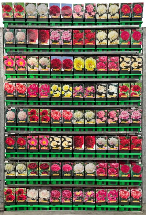 Paeonia lactiflora Mix CC P11, D 11