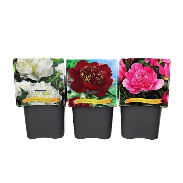 Paeonia lactiflora mix laag C5, D 21