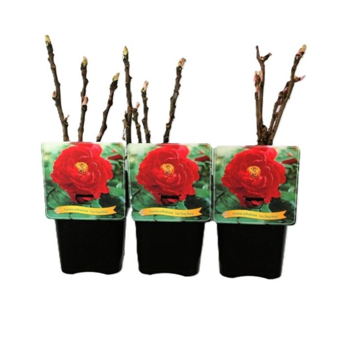 Paeonia Suffruticosa 'Luo Yang Hong' C5, D 21