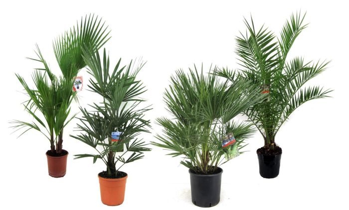 Palmen mix outdoor - 2/3 soorten, D 24