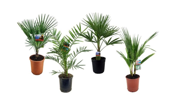 Palmen mix outdoor - 3/4 soorten, D 19