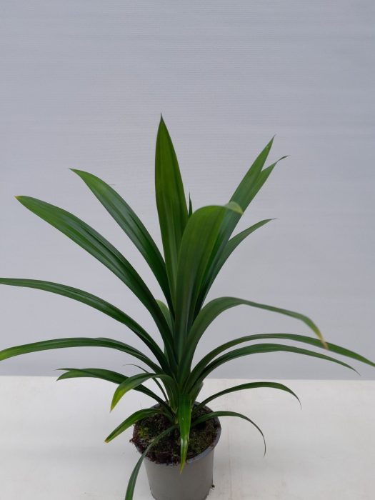 PANDANUS VEITCHII, D 11
