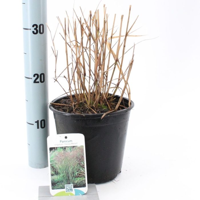 Panicum virgatum 'Heavy Metal', D 17