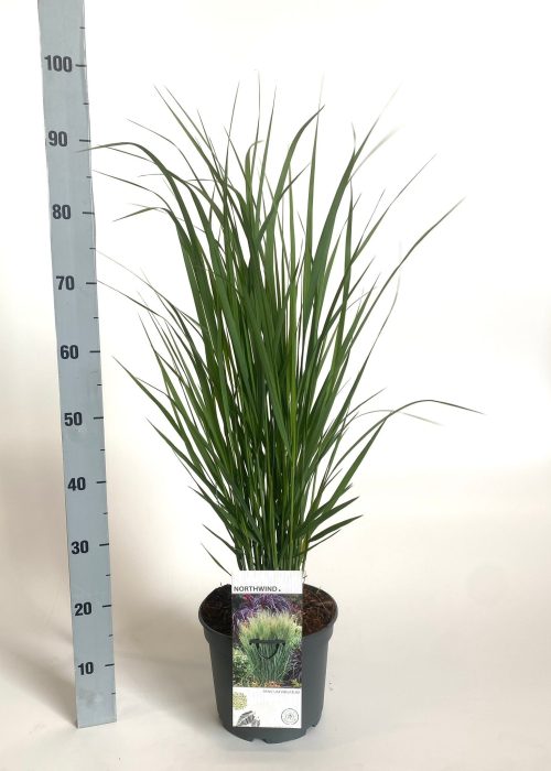 Panicum virgatum 'Northwind', D 23