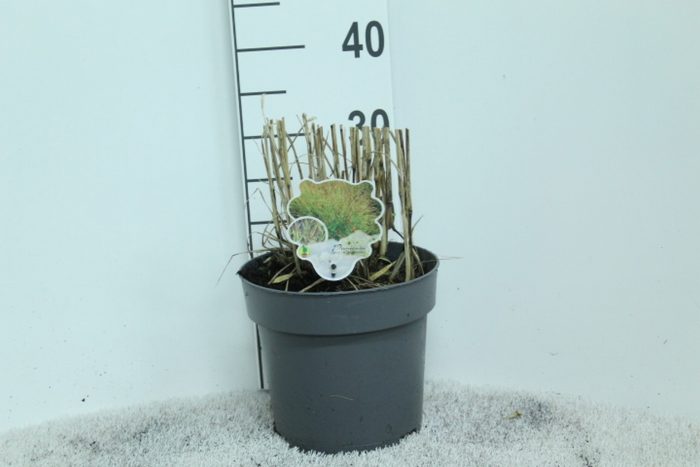 Panicum virgatum 'Shenandoah' P23, D 23