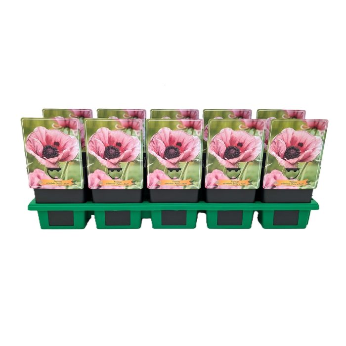 Papaver orientale 'Patty's Plum' P11, D 11