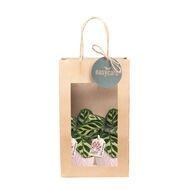 Paperbag Leaf Rosa, Calathea makoyana, D 7