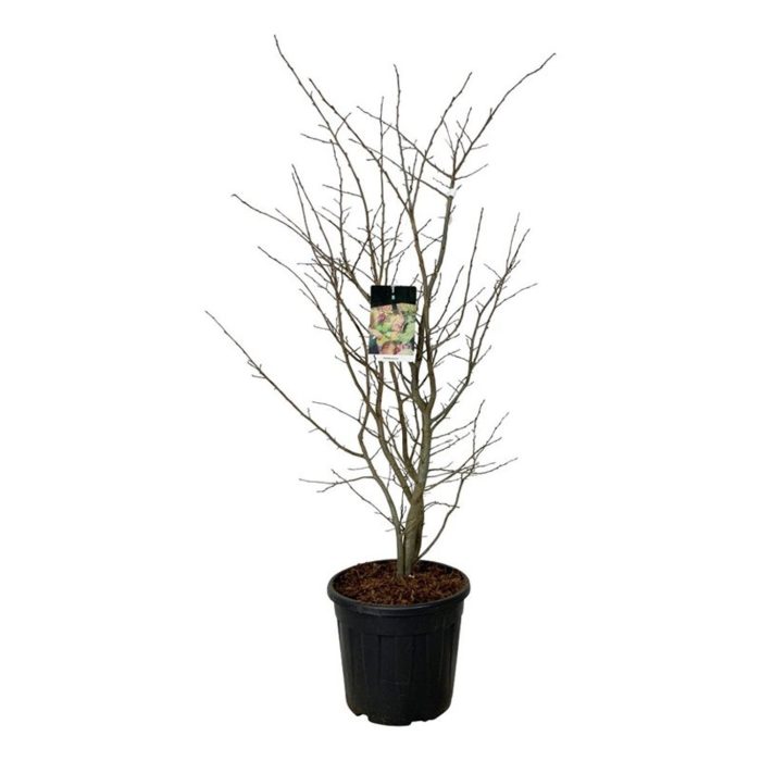 Parrotia persica, D 40