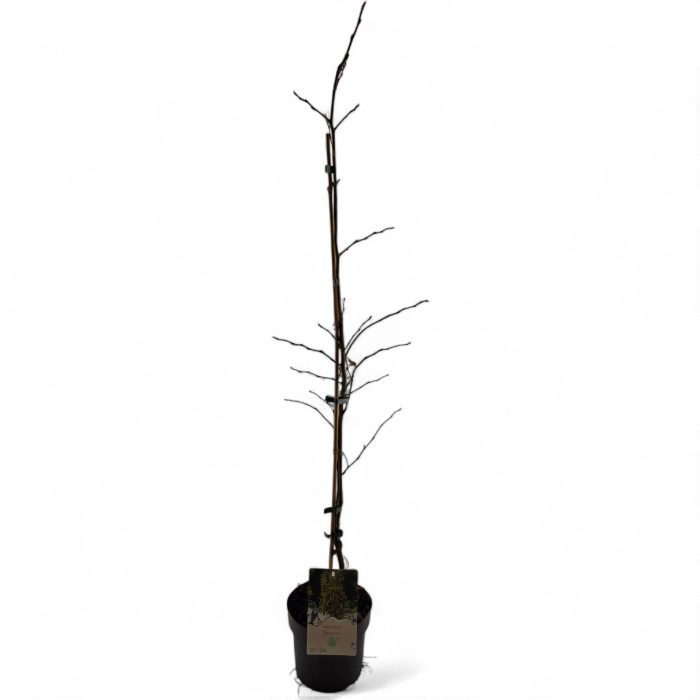 Parrotia persica 'Venessa' 1 stok gebonden, D 19