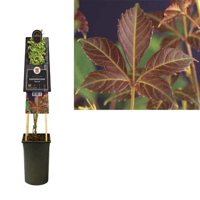 Parthenocissus 'Henryana' +3.0 label, D 17