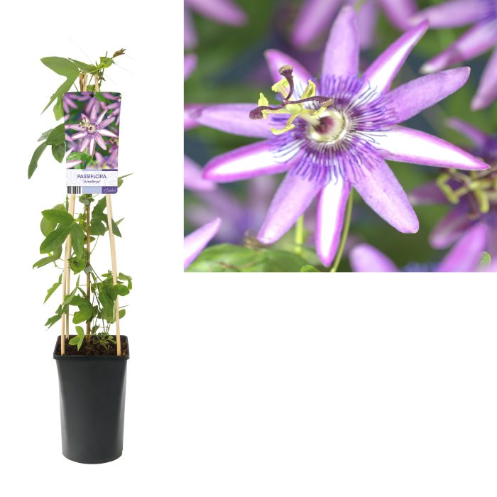 Passiflora 'Amethyst' +light label, D 17
