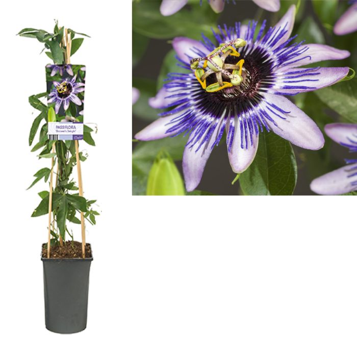 Passiflora 'Damsel's Delight' +light label, D 17