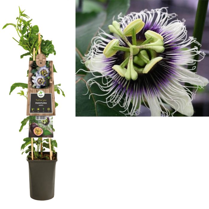 Passiflora 'Edulis' +3.0 label, D 17