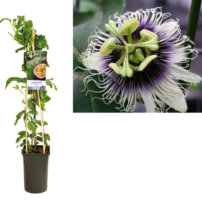 Passiflora 'Edulis' +light label, D 17