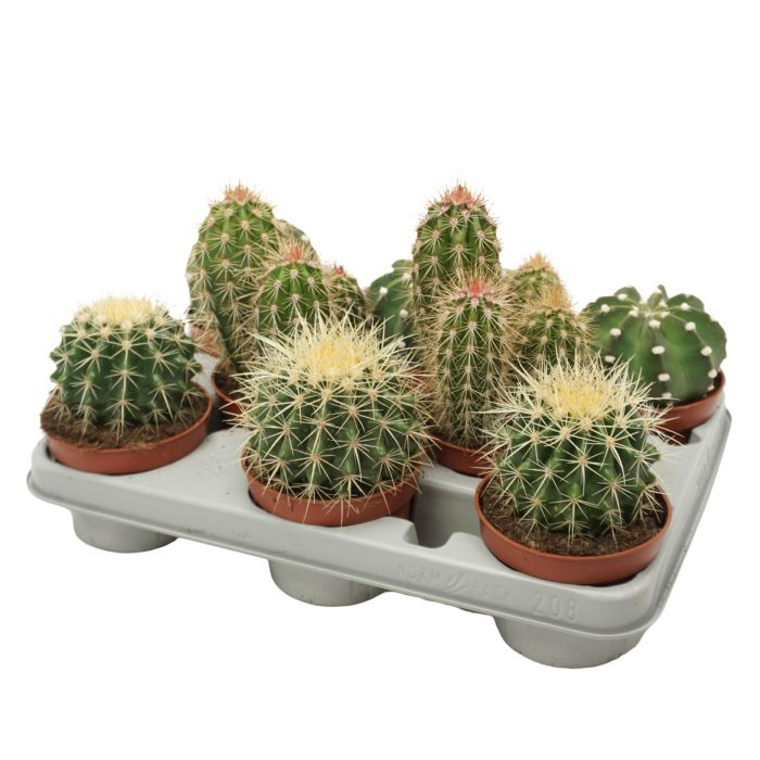 PD mix Cactus 10,5 cm, D 10,5