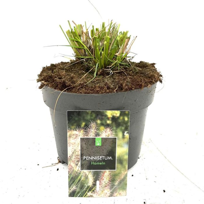 Pennisetum al. 'Hameln', D 17