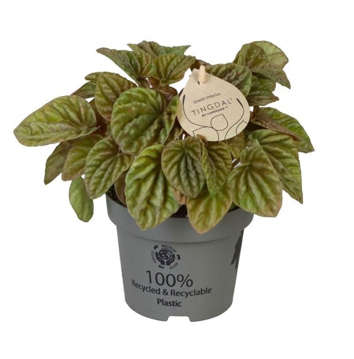 PEPEROMIA CAPERATA 'QUITO LIME', D 12