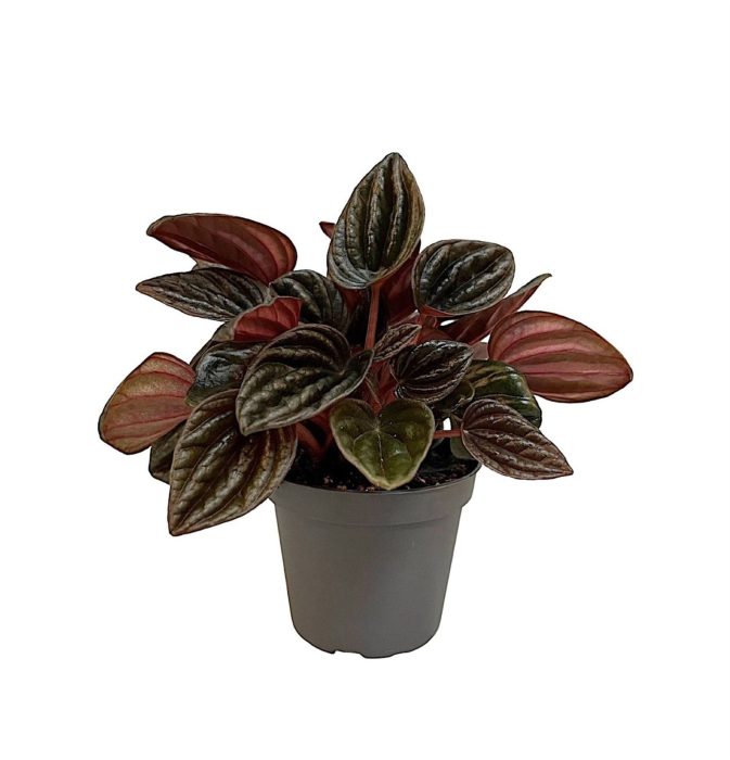 Peperomia Caperata Montevideo PT3� 6 cm, D 6