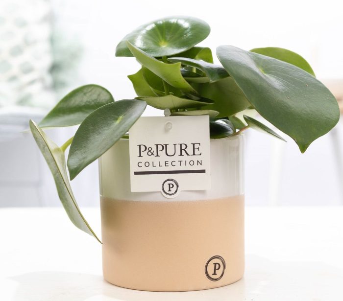 Peperomia Raindrop in P&PURE Rosy ceramics, D 12
