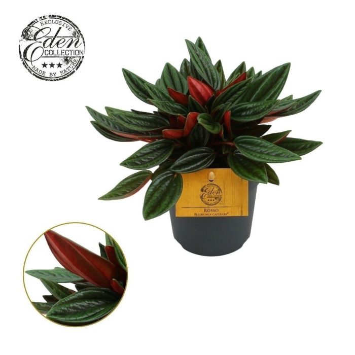 Peperomia Rosso 10,5cm, D 10,5