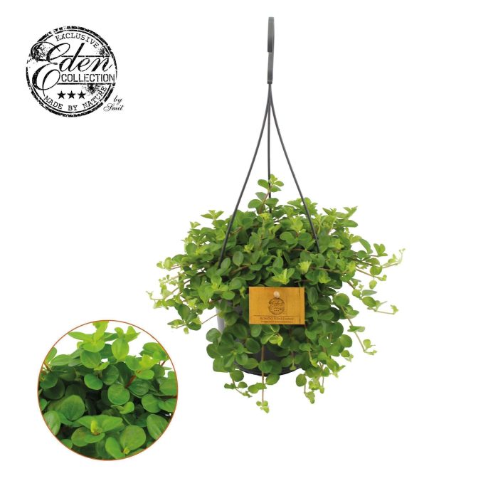 Peperomia Rotundifolia 15cm HP, D 15