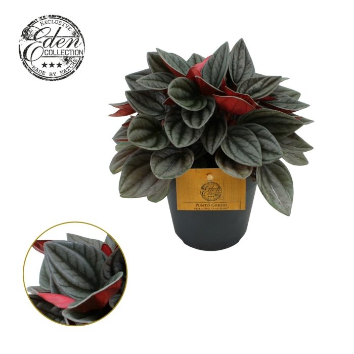 Peperomia Santorini 12cm, D 12
