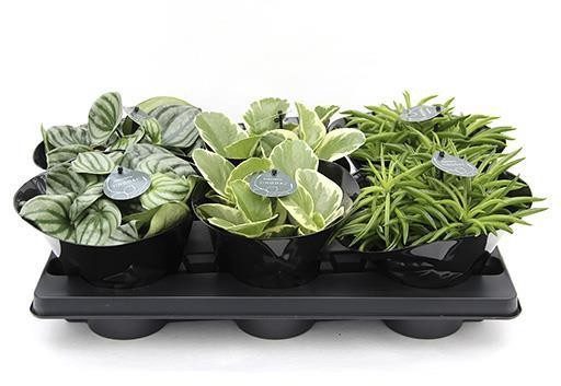 PEPEROMIA-HYBRID 'MIX 6533712', D 12