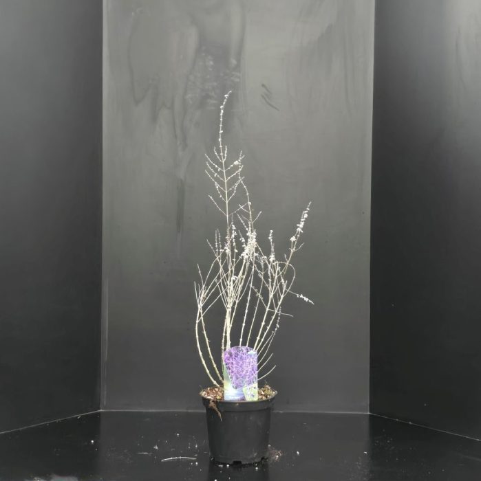 Perovskia atriplicif. 'Blue Spire', D 23