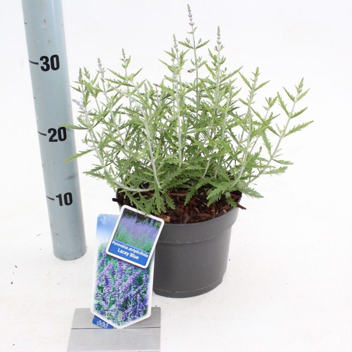 Perovskia atriplicifolia Lacey Blue ('Lisslitt'PBR), D 17