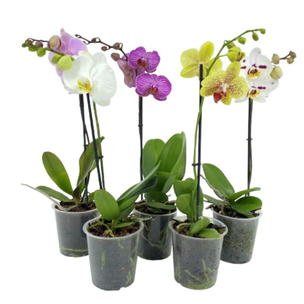PHAL 1T MIX 6+ 40-55, D 12
