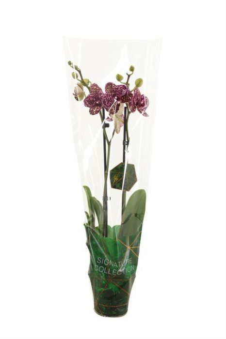 Phal signature Wildcat 2T16+, D 12
