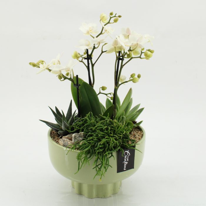 PHAL-2618W Phalaenopsis creatie, D 22