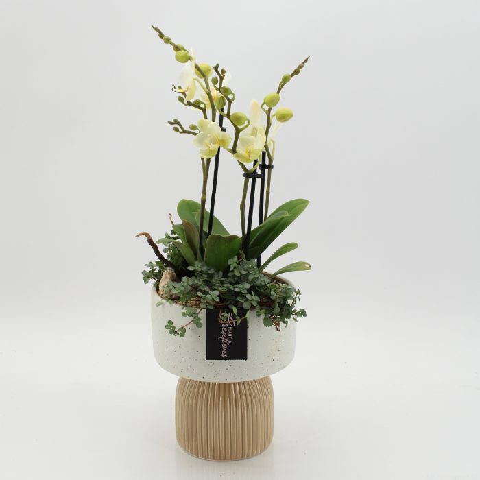 PHAL-2625W Phalaenopsis creatie, D 16